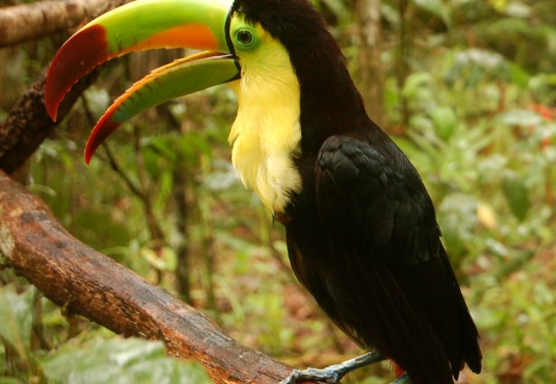 toucan on a branch